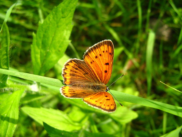 ohniváčik veľký Lycaena dispar