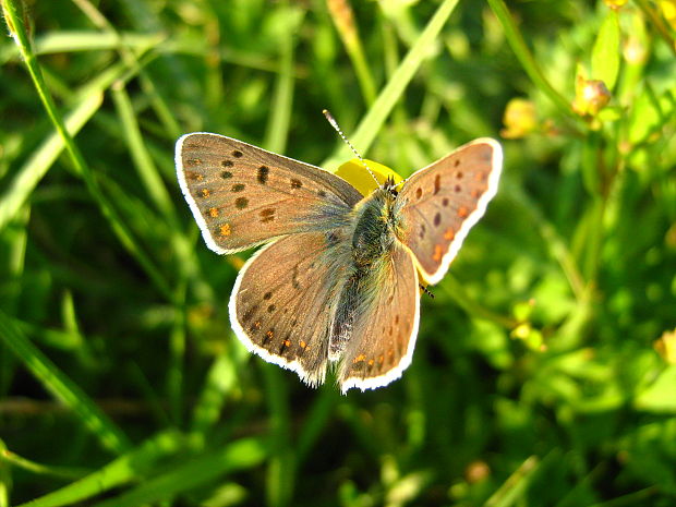 ohnivacik  Lycaena tityrus