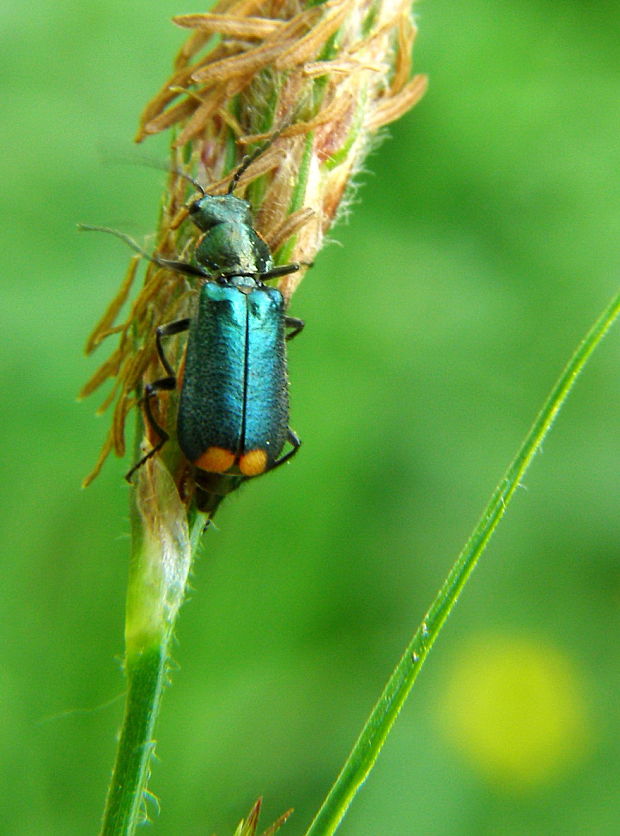 bradavičník Malachius bipustulatus