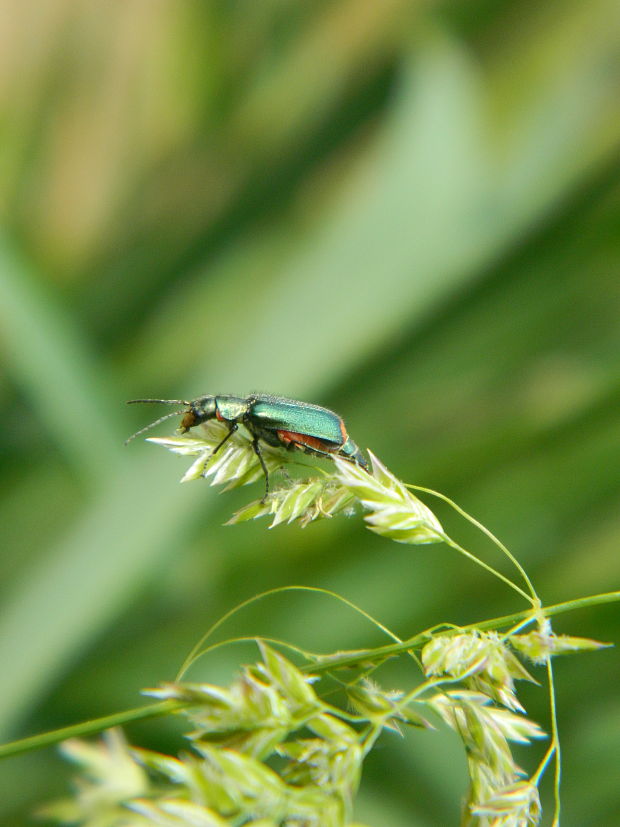 bradavičník Malachius bipustulatus