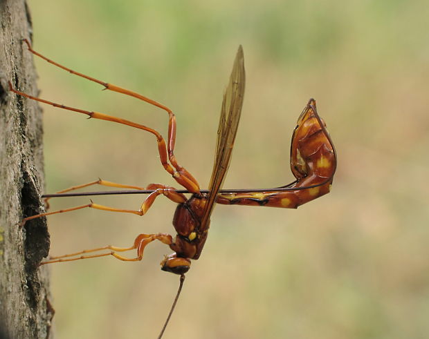 ? Megarhyssa vagatoria