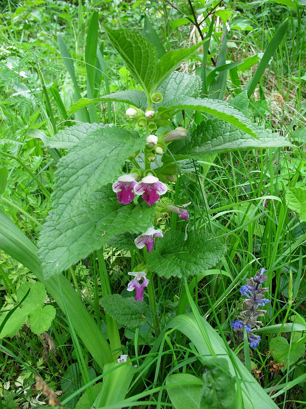 medúnka medovkolistá Melittis melissophyllum L.