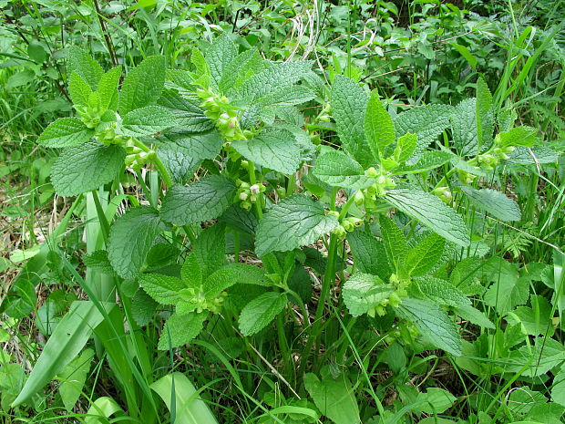 medúnka medovkolistá Melittis melissophyllum L.