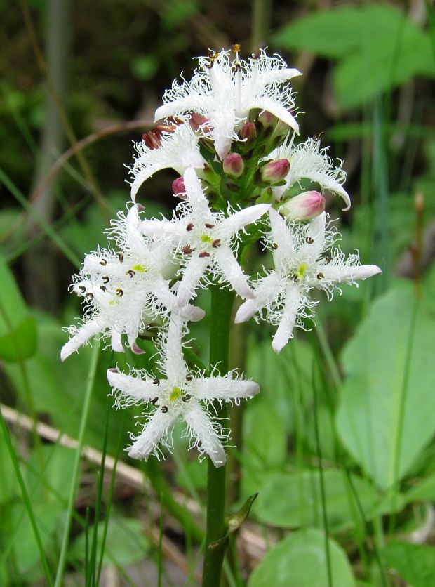 vachta trojlistá Menyanthes trifoliata L.