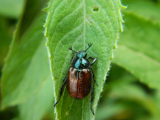 chrústovec záhradný Phyllopertha horticola