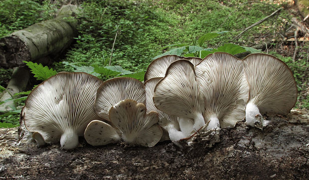 hliva buková Pleurotus pulmonarius (Fr.) Quél.