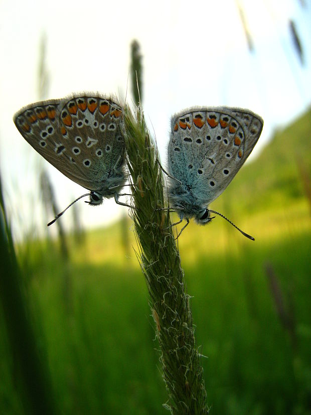 modracik Polyommatus icarus