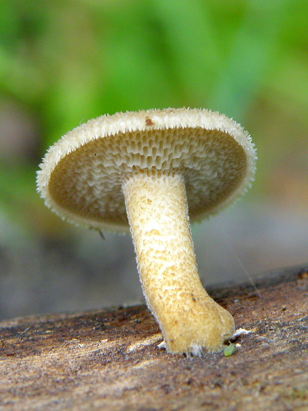 trúdnik Polyporus sp.