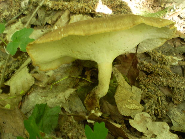 trúdnik Polyporus sp.