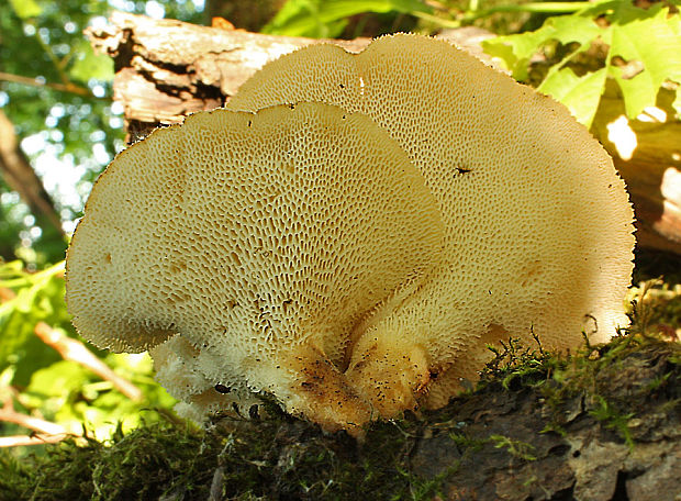 trúdnik hľuzovitý Polyporus tuberaster  (Jacq. ex Pers.) Fr.