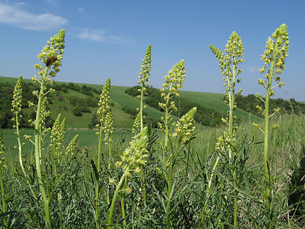 rezeda žltá Reseda lutea L.