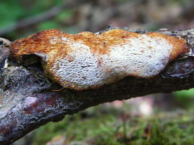 pórnatec krvavý ? Rigidoporus sanguinolentus (Alb. & Schwein.) Donk