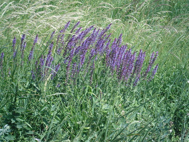 šalvia hájna Salvia nemorosa L.