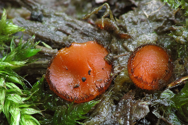 štítovnička Scutellinia sp.