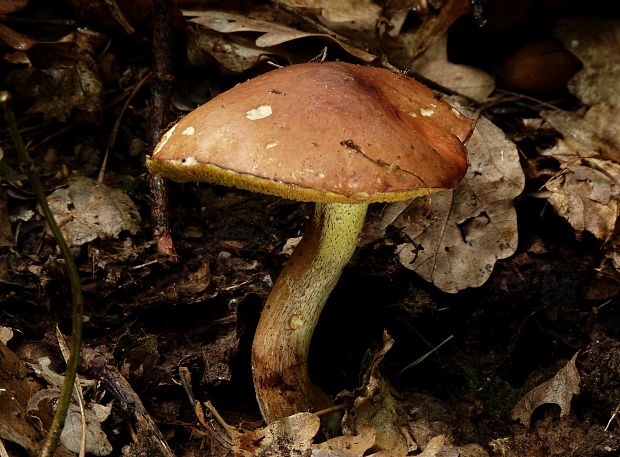 masliak zrnitý Suillus granulatus (L.) Roussel