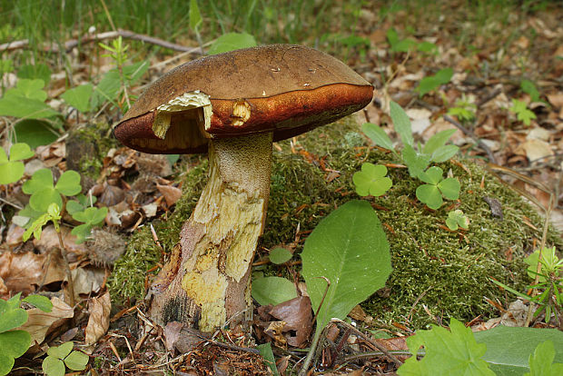 hríb zrnitohlúbikový Sutorius luridiformis (Rostk.) G. Wu & Zhu L. Yang