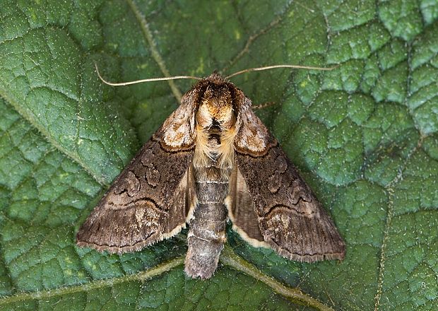 mora luskáčová Abrostola asclepiades