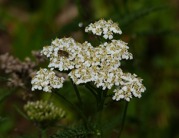 rebríček obyčajný Achillea millefolium L.