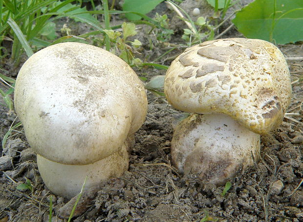 pečiarka páchnuca Agaricus xanthodermus Genev.