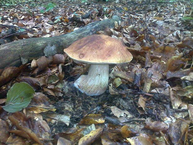 hríb sosnový Boletus pinophilus Pil. et Dermek in Pil.