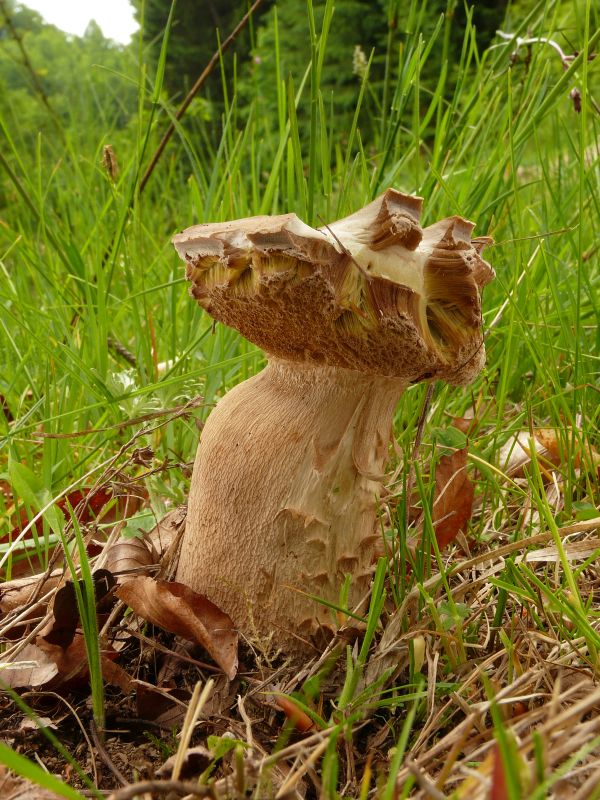 hríb dubový Boletus reticulatus Schaeff.