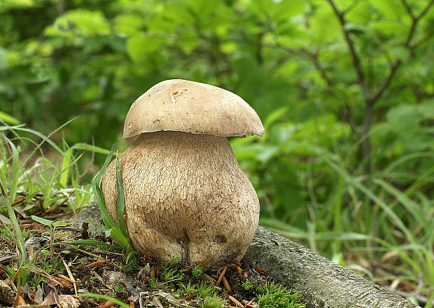 hríb dubový Boletus reticulatus Schaeff.