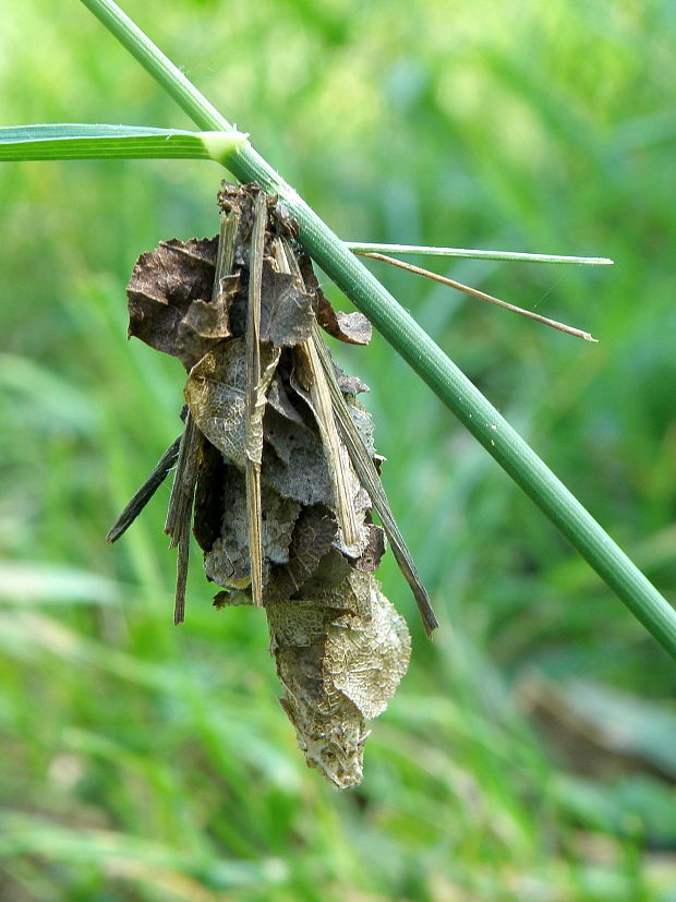 vreckovec trávový  Canephora hirsuta