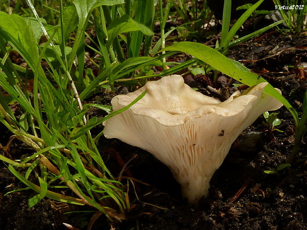 strmuľka Clitocybe sp.