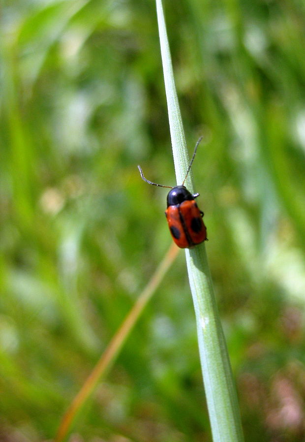 krytohlav Cryptocephalus bipunctatus Linnaeus 1758