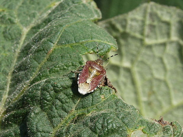 bzdocha obyčajná Dolycoris baccarum