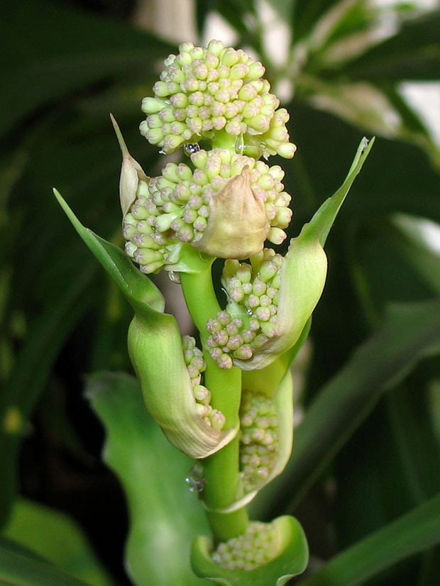 Dracena Dracaena fragrans