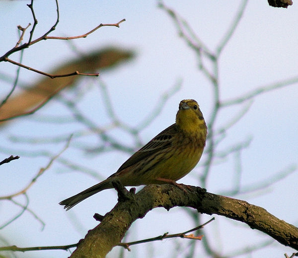 strnádka žltá Emberiza citrinella