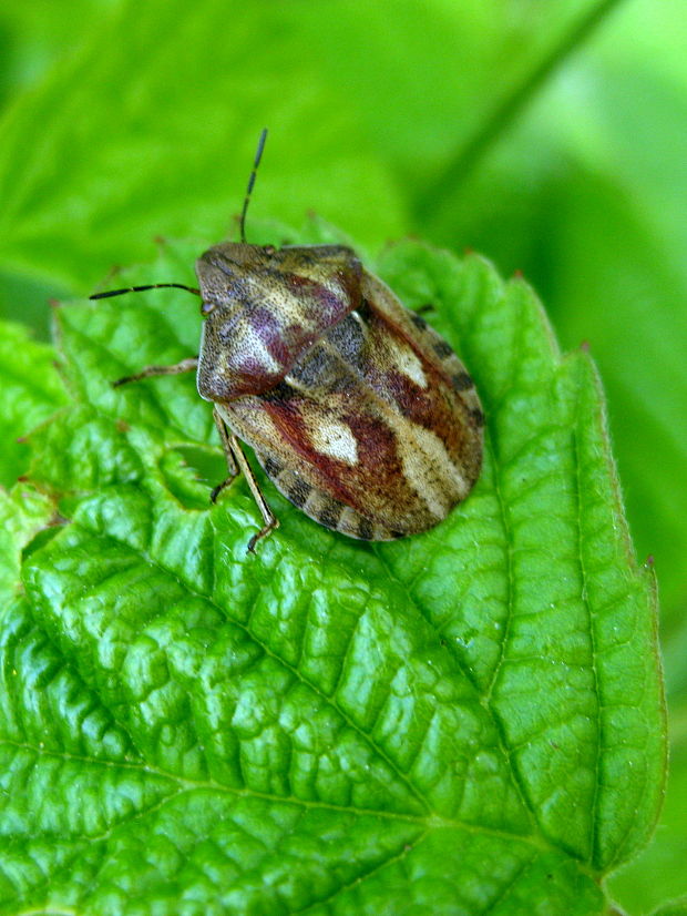 bzdocha Eurygaster testudinaria Geoffroy, 1785