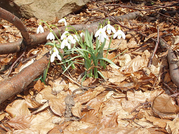 snežienka jarná Galanthus nivalis L.