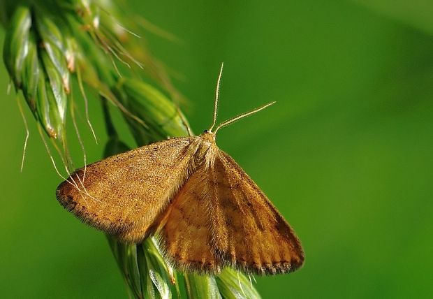 piadica hlinožltá Idaea serpentata