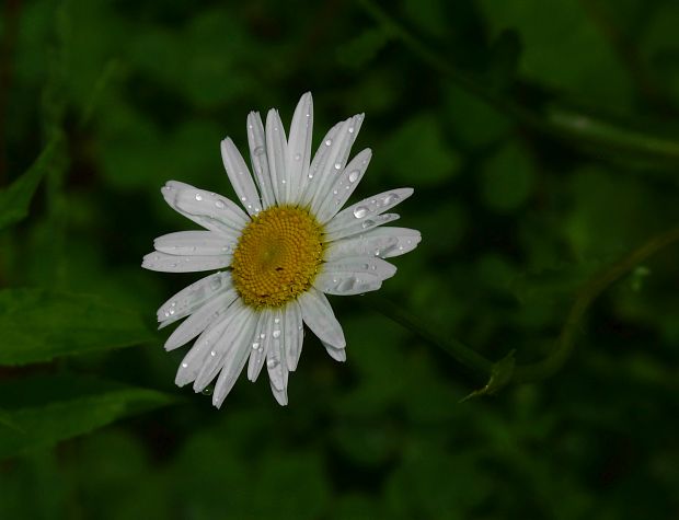 margaréta biela Leucanthemum vulgare Lam.