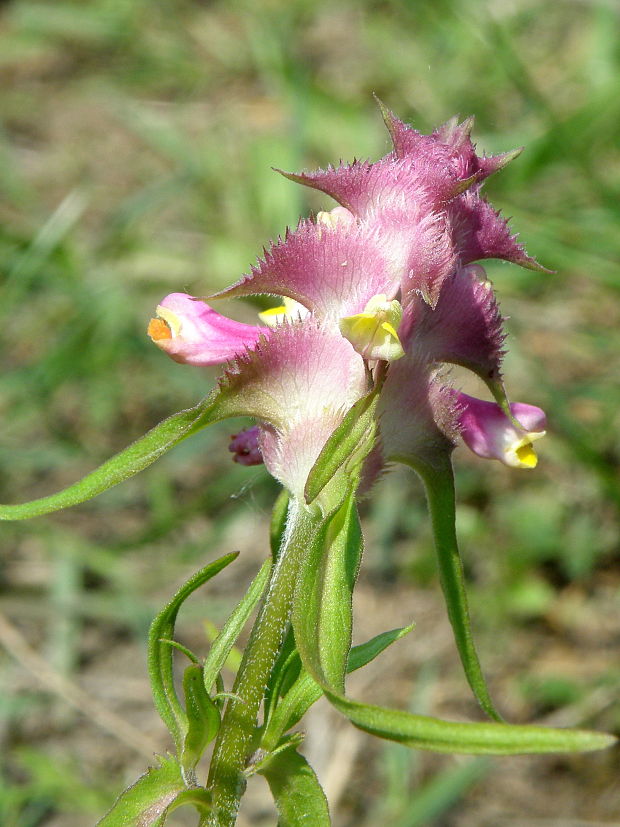 čermeľ hrebenitý letný Melampyrum cristatum subsp. solstitiale (Ronniger) Ronniger