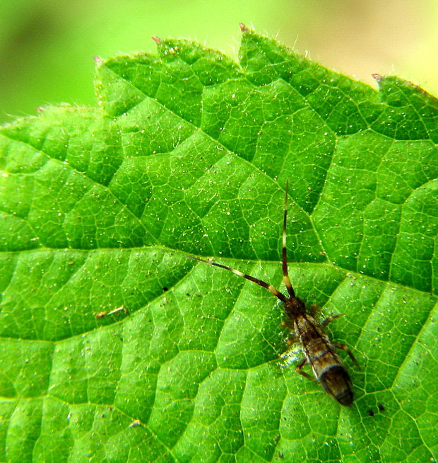 chvostoskok Orchesella flavescens, Bourlet, 1839