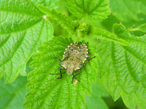 bzdocha červenonohá (nymfa)  Pentatoma rufipes