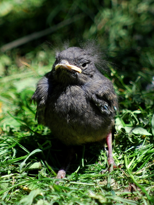 žltochvost domový  Phoenicurus ochruros