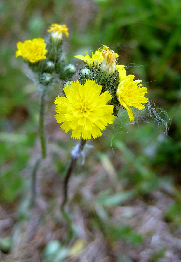 chlpánik mnohokvetý Pilosella floribunda (Wimm. et Grab.) Arv.-Touv.