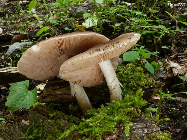 štítovka jelenia Pluteus cervinus (Schaeff.) P. Kumm.