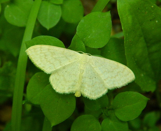 piadica marinková Scopula floslactata