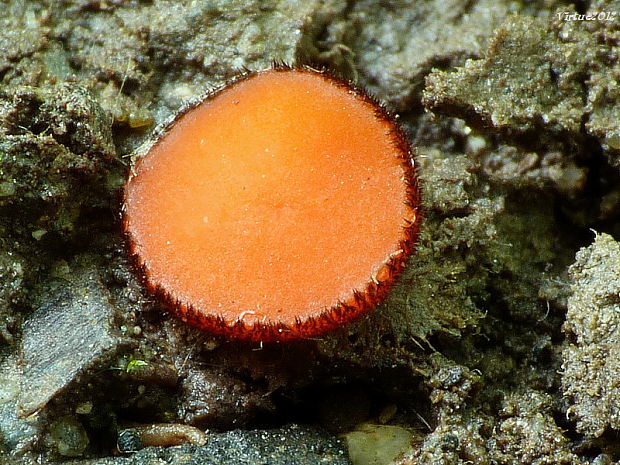 štítovnička Scutellinia sp.