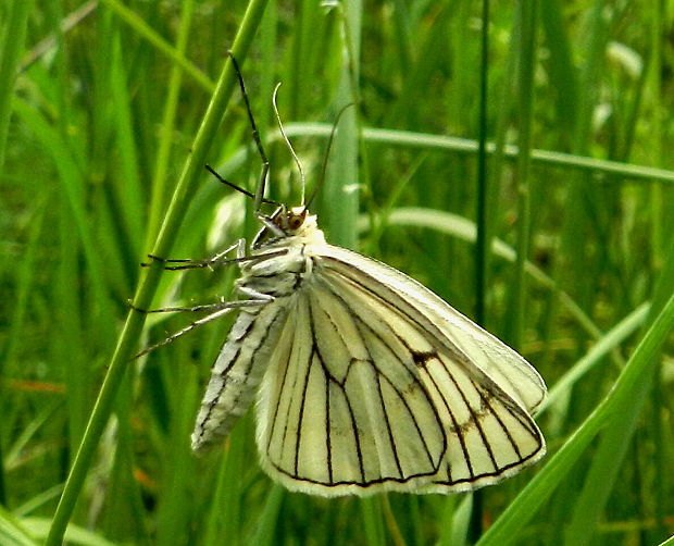 piadivka žilkovaná Siona lineata