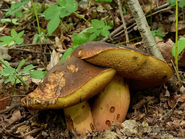 hríb zrnitohlúbikový Sutorius luridiformis (Rostk.) G. Wu & Zhu L. Yang