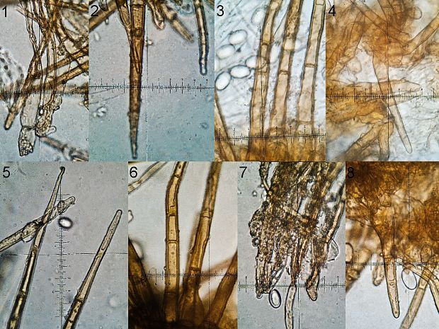 tricharína sivohnedá Tricharina gilva (Boud. ex Cooke) Eckblad