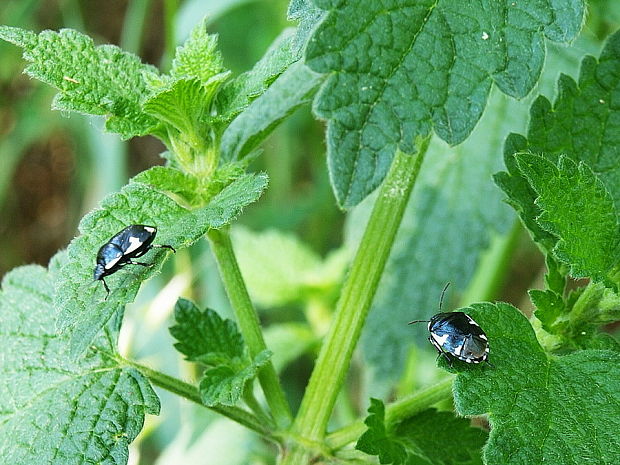 bzdochy  Tritomegas sexmaculatus