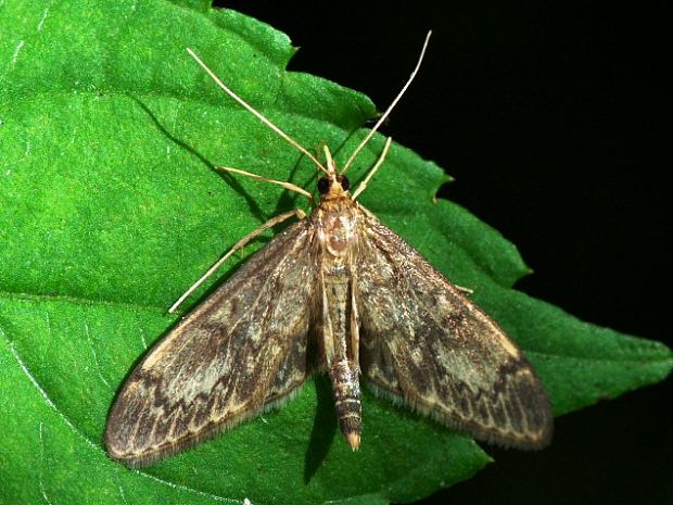 vijačka starčeková Anania lancealis