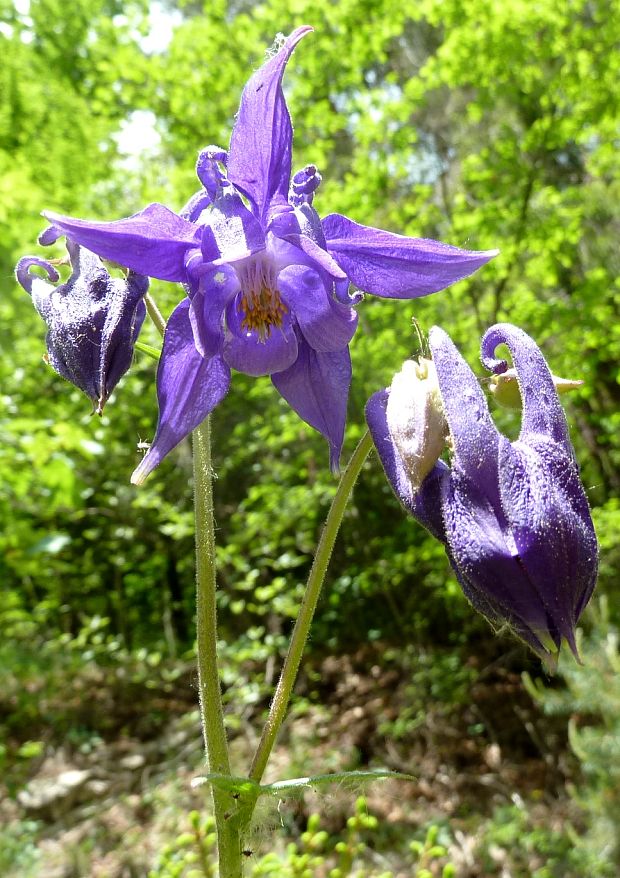 orlíček obyčajný Aquilegia vulgaris L.